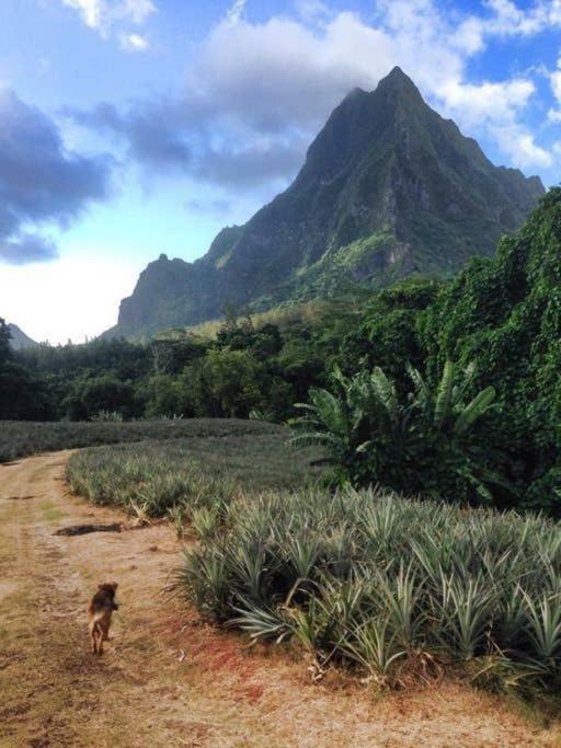 Fare Haurevaiti Moorea Paopao Exterior photo
